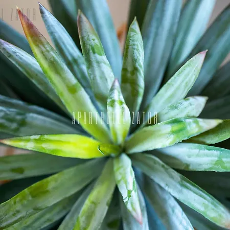 Cactus 57 Jacuzzi Appartamento 4*